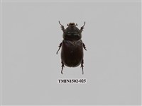 藏品(椰子犀角金龜)的圖片